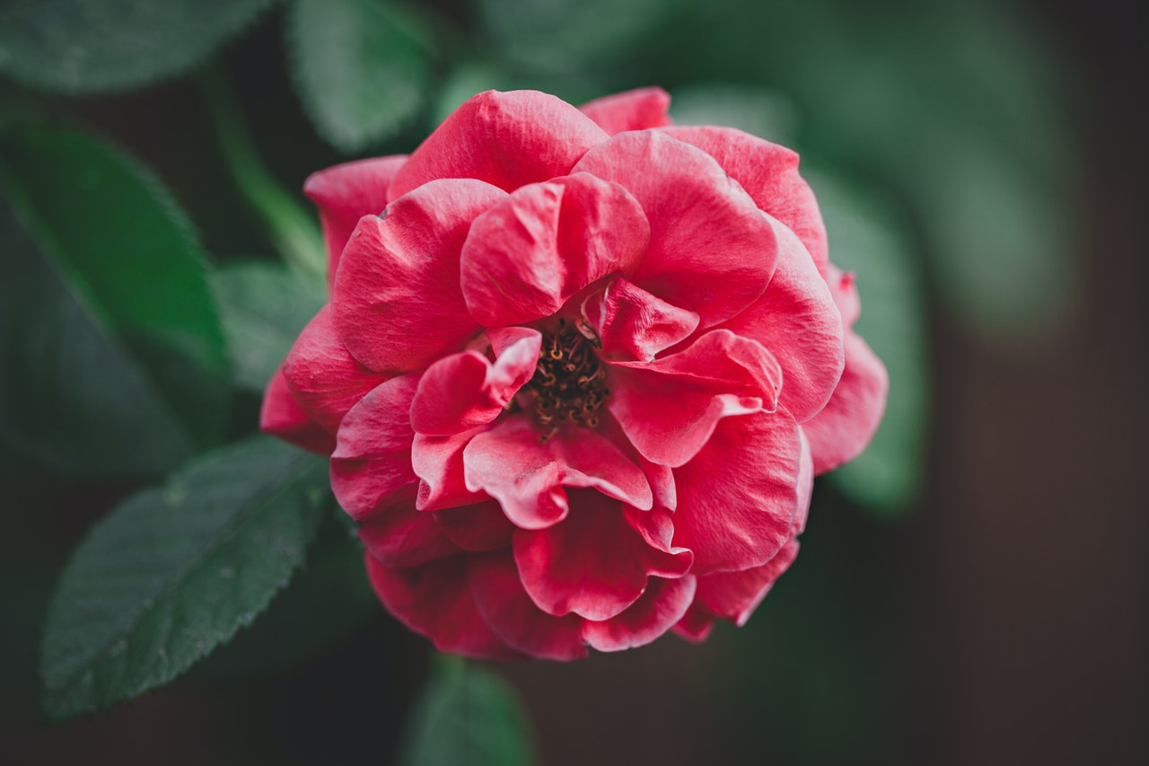 Close Up shot of a Camellia flower
